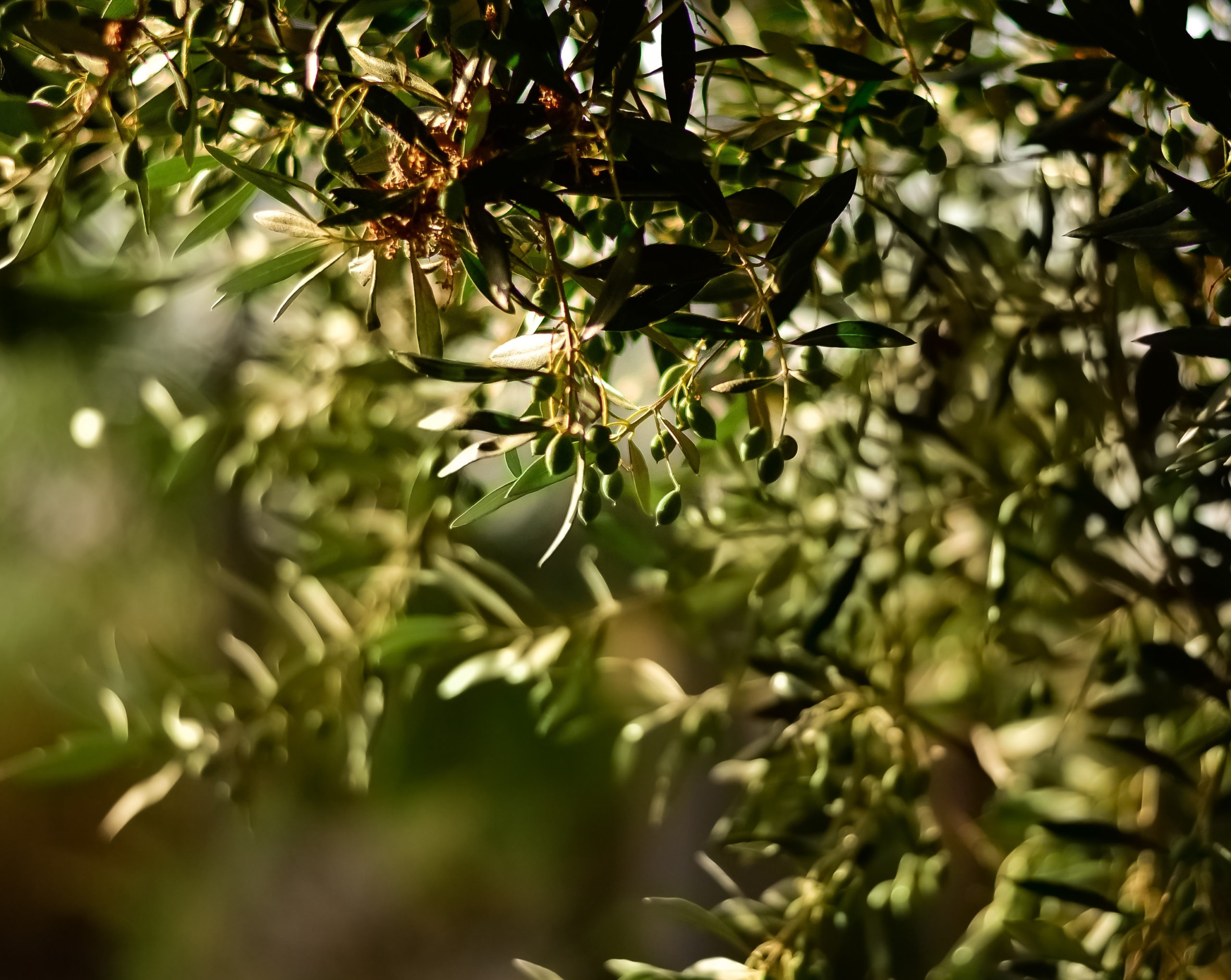 articai | El proyecto de I+D SAVEOLIVES hace frente a la verticilosis del olivo