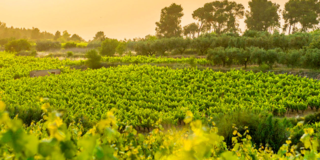 articai|CAVAWINNER. Proyecto que impulsa el posicionamiento internacional del cava español a través de la investigación y la incorporación de nuevas tecnologías