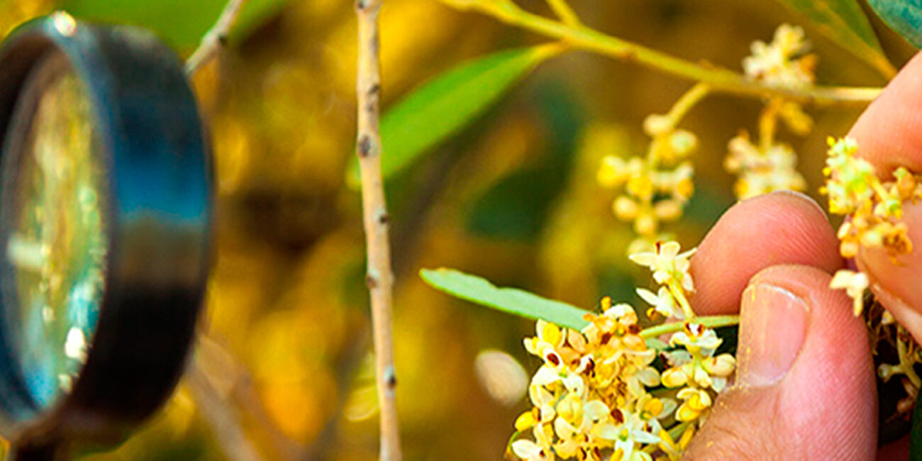 terra-01 articai|TERRAACQUA. Individual research and development project, CDTI. Olive sector