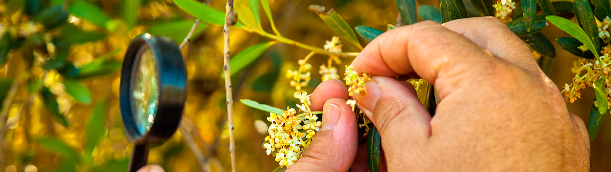 articai | TERRAACQUA. Individual research and development project, CDTI. Olive sector Image Alt