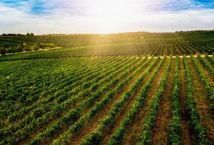 articai | CORK2WINE. CIEN Strategic Program, CDTI. Cork Sector