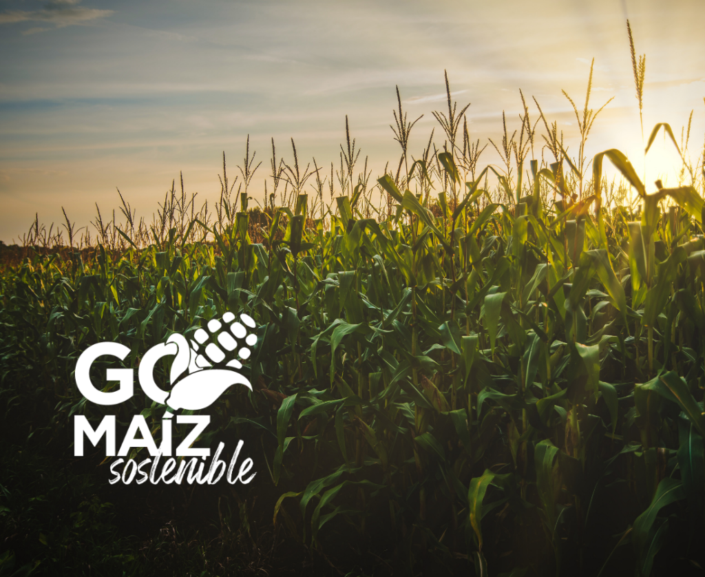 articai | News The MaízSostenible Operational Group advances in its work plan with the participation of artica+i