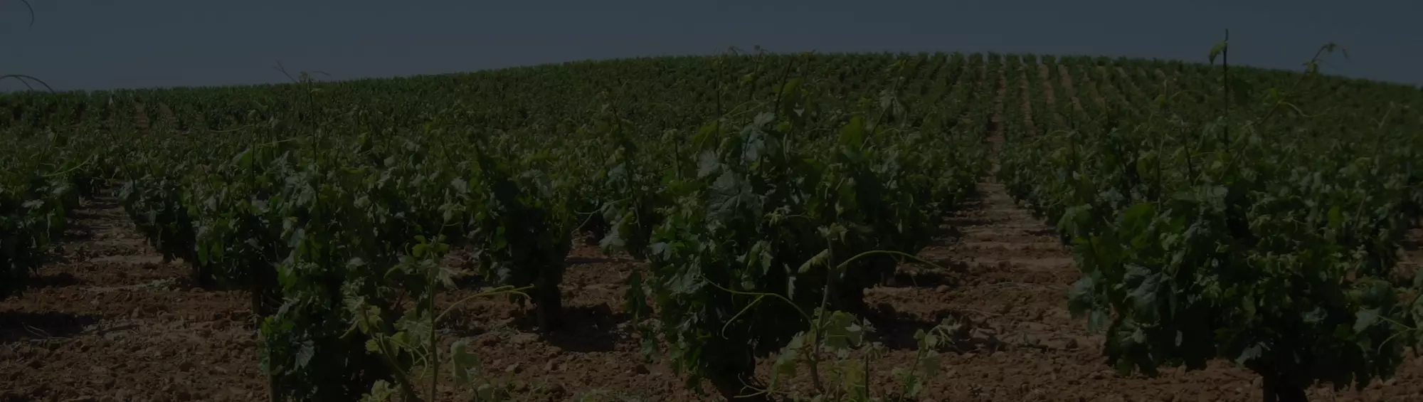 CasosDeÉxito_Consultoría_sustemicror_artica_i_Cabecera