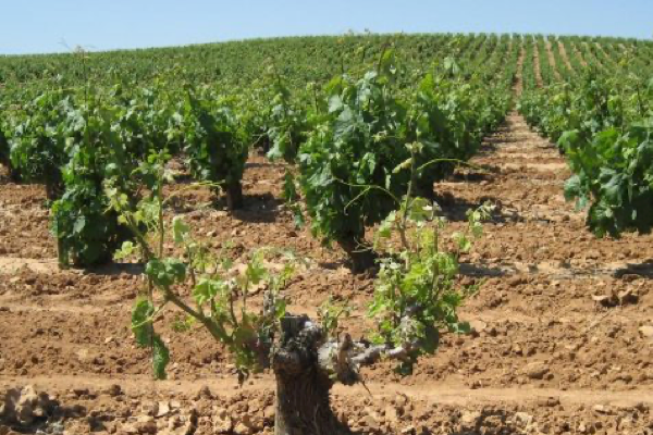 articai|SUSTEMICROP. Proyecto de investigación e innovación para contribuir a la resiliencia de los sistemas de cultivo mediterráneos y la competitividad de los pequeños agricultores