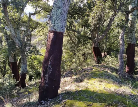 articai | CORK2WINE. Mejora de la gestión de alcornocales y las propiedades del corcho