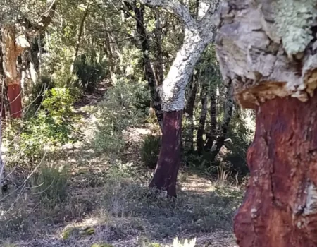 articai | CORK2WINE. Mejora de la gestión de alcornocales y las propiedades del corcho