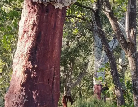 articai | CORK2WINE. Mejora de la gestión de alcornocales y las propiedades del corcho