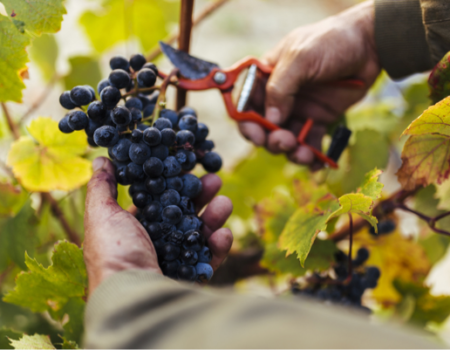 articai | CAVAWINNER. Proyecto que impulsa el posicionamiento internacional del cava español a través de la investigación y la incorporación de nuevas tecnologías