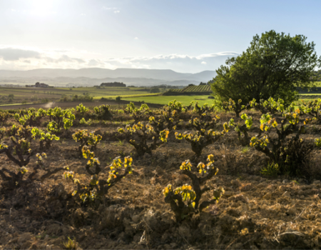 articai | CAVAWINNER. Proyecto que impulsa el posicionamiento internacional del cava español a través de la investigación y la incorporación de nuevas tecnologías