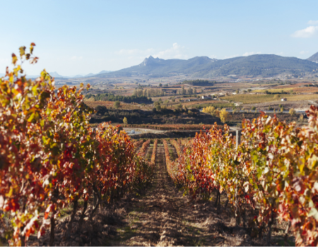 articai | CAVAWINNER. Proyecto que impulsa el posicionamiento internacional del cava español a través de la investigación y la incorporación de nuevas tecnologías