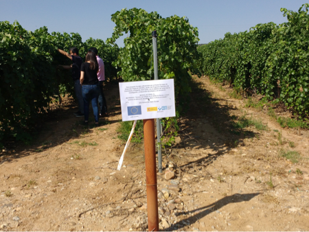 articai | BESTBRANDY. Innovación en los procesos de elaboración del brandy para obtener nuevos perfiles aromáticos