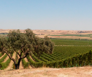 articai | BESTBRANDY. Innovación en los procesos de elaboración del brandy para obtener nuevos perfiles aromáticos