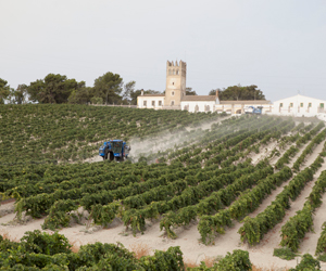 articai | BESTBRANDY. Innovación en los procesos de elaboración del brandy para obtener nuevos perfiles aromáticos