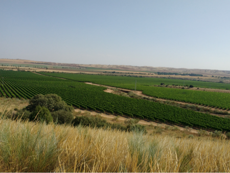 articai | BESTBRANDY. Innovación en los procesos de elaboración del brandy para obtener nuevos perfiles aromáticos