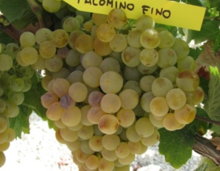 articai | BESTBRANDY. Innovación en los procesos de elaboración del brandy para obtener nuevos perfiles aromáticos