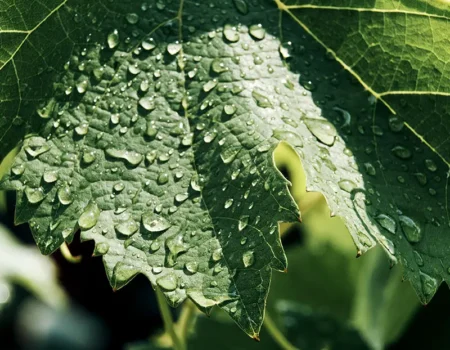 articai | COPPERPLACE. Soluciones integradas, innovadoras y viables para reducir el uso del cobre y su impacto medioambiental en viñas de la región SUDOE