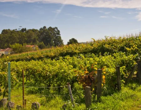 articai | COPPERPLACE. Soluciones integradas, innovadoras y viables para reducir el uso del cobre y su impacto medioambiental en viñas de la región SUDOE