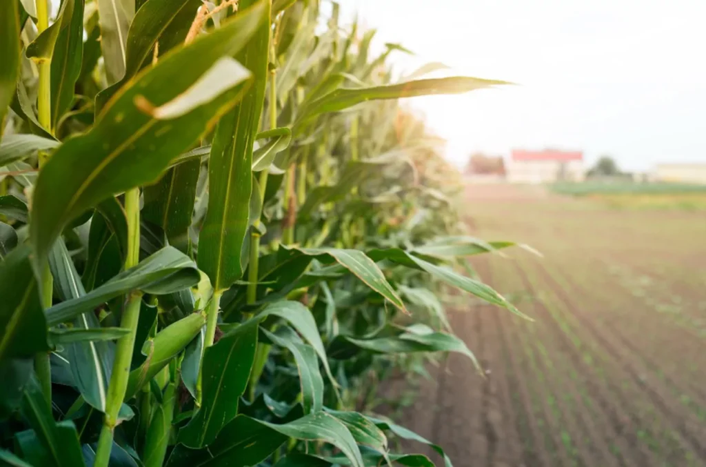 Actuamos como miembro subcontratado en GO MaízSostenible, un proyecto de innovación para impuslar la sostenibilidad y la rentabilidad del cultivo de maíz en España, mediante una combinación de metodologías basadas en la aplicación de una serie de tecnologías y herramientas digitales.