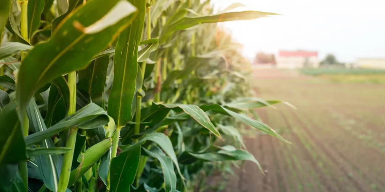 articai|(GO) MAÍZ SOSTENIBLE. Transformación digital para lograr un cultivo de maíz más sostenible, rentable y competitivo