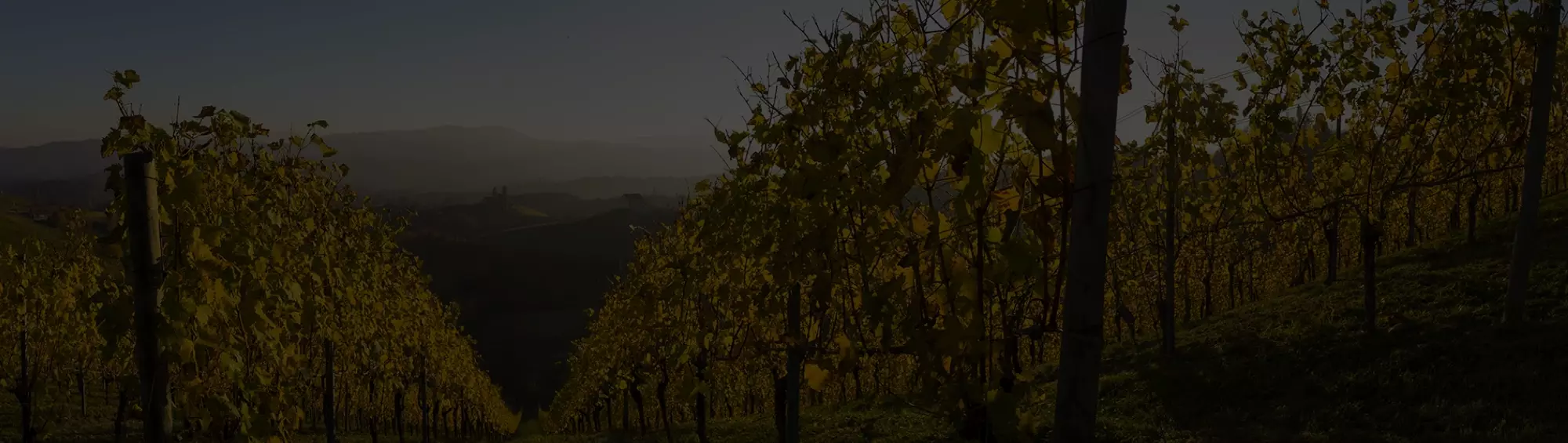 Consultoría: Novaterra. Imagen para el listado de casos mostrando dos hileras de viñas