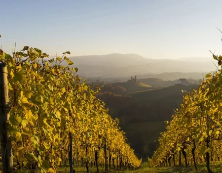 Consultoría: Novaterra. Imagen para la galería del caso mostrando un viñedo con montes de fondo