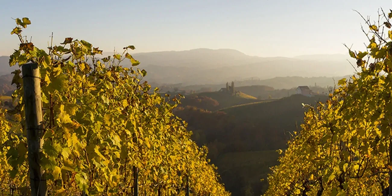 Consultoría: Novaterra. Imagen para el listado de casos mostrando dos hileras de viñas