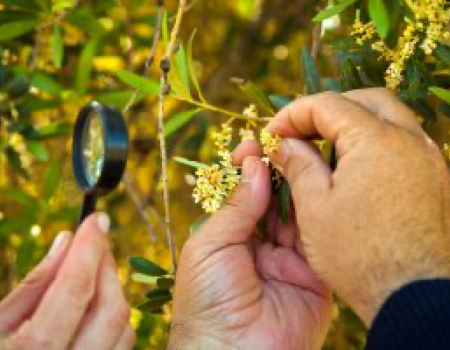 articai | TERRAACQUA. Estrategia para potenciar la síntesis de compuestos saludables en el olivar