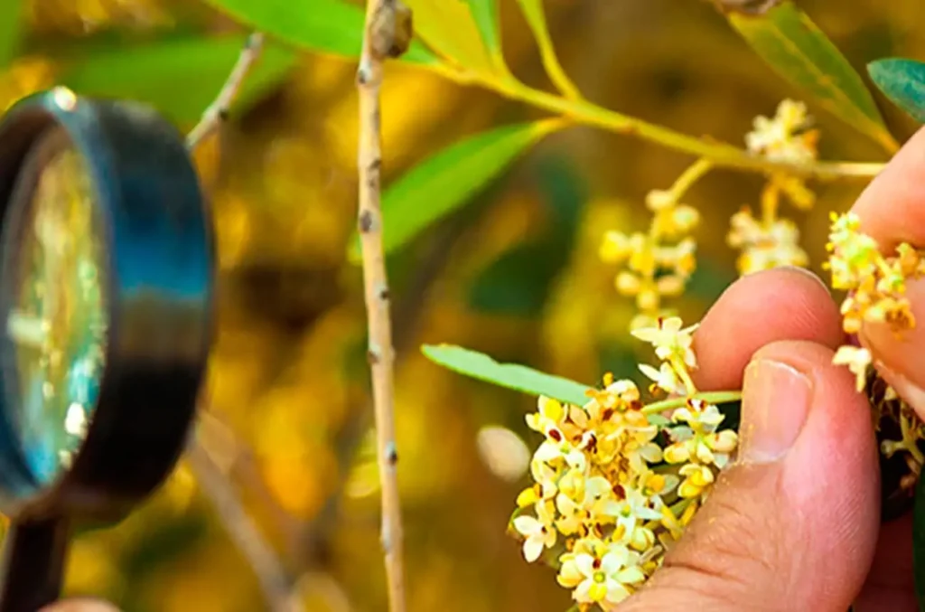Actuamos como la oficina técnica de TERRAACQUA, cuyo objetivo es elaborar aceite de oliva virgen extra mediante la obtención de aceitunas con una alta concentración de compuestos saludables, apoyando a los socios en el diseño técnico económico del proyecto e implementado una estrategia de comunicación ad hoc.