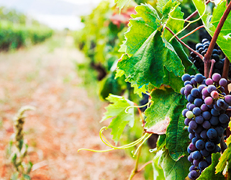 articai | LOWPHWINE. Estudio y validación de soluciones científico-tecnológicas para controlar el aumento del pH de los vinos españoles