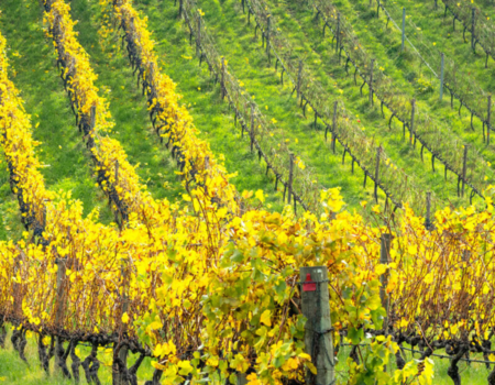 articai | LOWPHWINE. Estudio y validación de soluciones científico-tecnológicas para controlar el aumento del pH de los vinos españoles