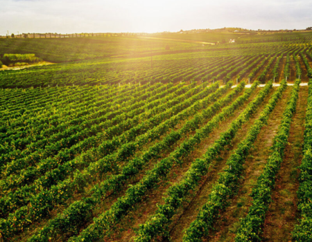 articai | LOWPHWINE. Estudio y validación de soluciones científico-tecnológicas para controlar el aumento del pH de los vinos españoles