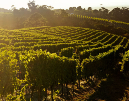 articai | LOWPHWINE. Estudio y validación de soluciones científico-tecnológicas para controlar el aumento del pH de los vinos españoles