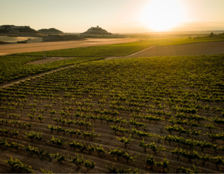 articai | LOWPHWINE. Estudio y validación de soluciones científico-tecnológicas para controlar el aumento del pH de los vinos españoles