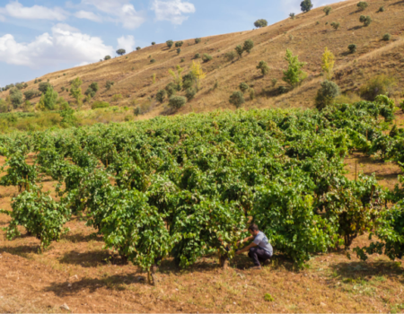 articai | LOWPHWINE. Estudio y validación de soluciones científico-tecnológicas para controlar el aumento del pH de los vinos españoles