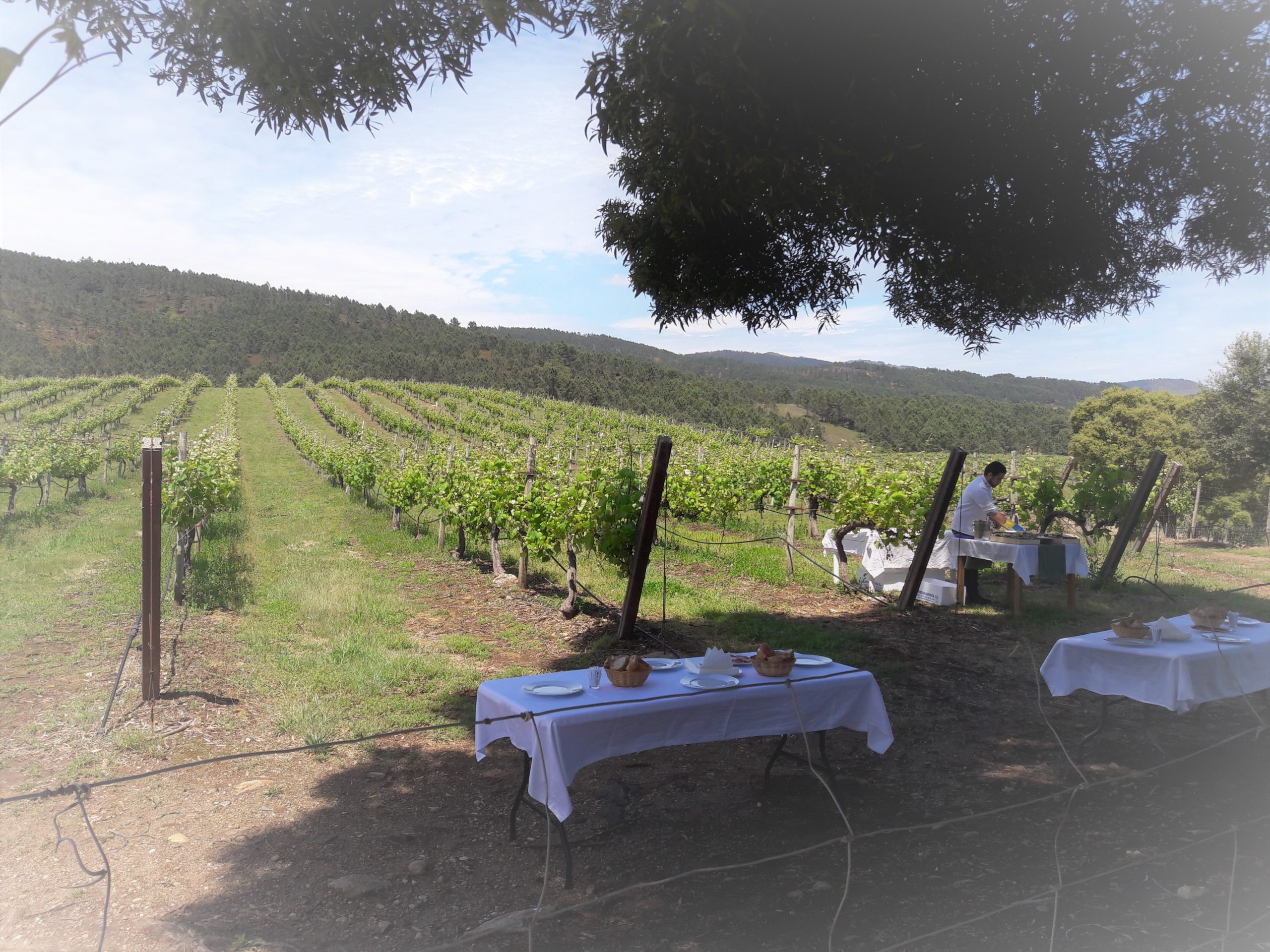 articai | BIOFUNCIOGAL, un proyecto de I+D+i para potenciar la dieta gallega y sus beneficios para la salud