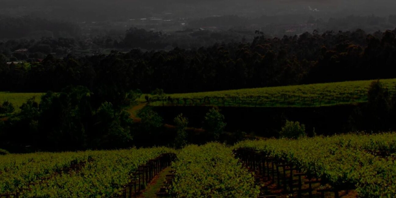 CasosDeÉxito_Consultoría_Provirenal_artica_i_Galería_Cabecera_Campo Consultoría: Provineral. Logotipo de Lagar de Cervera