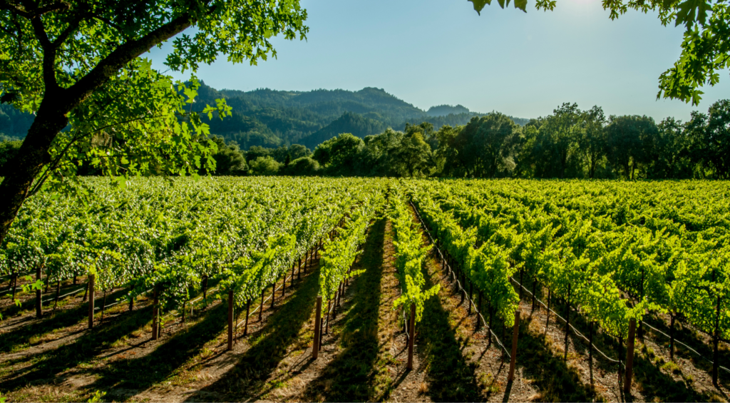 La I+D+i impulsa la sostenibilidad y competitividad del sector vitivinícola, enfrentando el cambio climático y digitalizando procesos. Innovaciones en cultivo, fermentación y trazabilidad mejoran la calidad del vino. España invierte hasta 150 millones de euros anuales para fortalecer su industria vitivinícola globalmente.