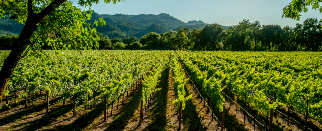 articai | News R&D&I is crucial for the competitiveness and sustainability of the wine sector, helping to tackle challenges such as climate change and digitalization.