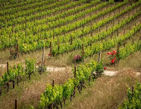 artica+i. Imagen para la galería interior del caso de éxito (nuestros proyectos) "SmartCrops 5.1.", mostrando la finca La Plana de la Familia Torres