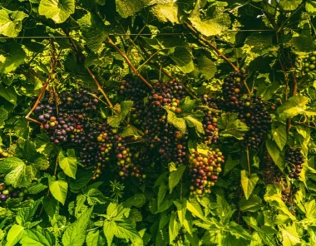 artica+i. Imagen para la galería interior del caso de éxito (nuestros proyectos) "BIGPREDIDATA. Proyecto de I+D de colaboración público-privada que desarrolla soluciones tecnológicas 4.0 para predicción del rendimiento de viñedos de vinificación", mostrando un detalle de vid con racimos de uva