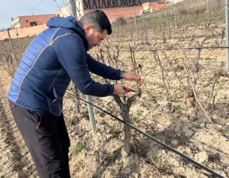 artica+i. Imagen para la galería interior del caso de éxito (nuestros proyectos) "BIGPREDIDATA. Proyecto de I+D de colaboración público-privada que desarrolla soluciones tecnológicas 4.0 para predicción del rendimiento de viñedos de vinificación", mostrando un detalle de una finca con trabajadores podando