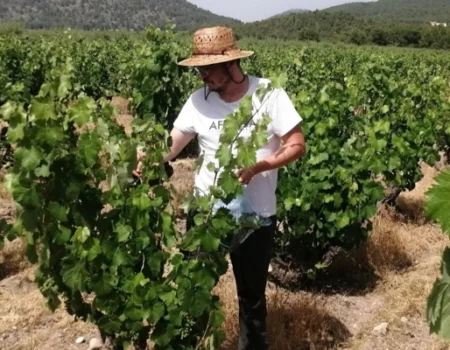 artica+i. Imagen para la galería interior del caso de éxito (nuestros proyectos) "BIGPREDIDATA. Proyecto de I+D de colaboración público-privada que desarrolla soluciones tecnológicas 4.0 para predicción del rendimiento de viñedos de vinificación", mostrando un detalle de una finca con trabajadores revisando vides con hojas