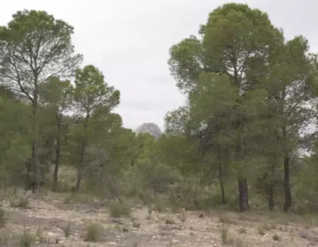 artica+i. Imagen para la galería del caso de éxito (nuestros proyectos) "LIFE TOKEN CO₂. Plataforma digital para cuantificar y valorizar la absorción de carbono en bosques europeos, liderado por Digiltea", mostrando un pinar sobre el que se realizan mediciones