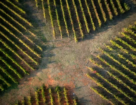 artica+i. Imagen para la galería interior del caso de éxito (nuestros proyectos) "POLYRESWINE. Proyecto de I+D orientado a aplicar nuevas técnicas basadas en resinas de intercambio iónico/absorbentes para eliminar compuestos indeseables en el vino", mostrando un cruce de caminos en un viñedo