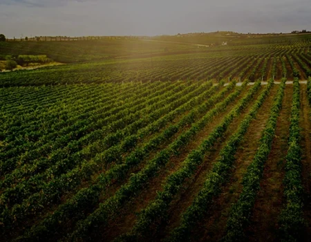 artica+i. Imagen para la galería interior del caso de éxito (nuestros proyectos) "POLYRESWINE. Proyecto de I+D orientado a aplicar nuevas técnicas basadas en resinas de intercambio iónico/absorbentes para eliminar compuestos indeseables en el vino", mostrando un viñedo con hileras delimitadas